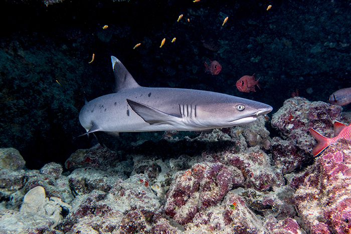 White Tip Reef Sharks