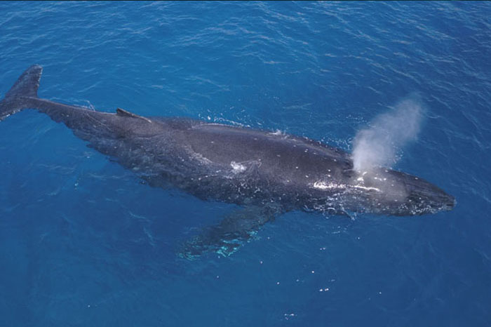 Hawaii Whale Snorkel